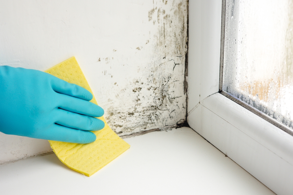 When is Mold Remediation Required?