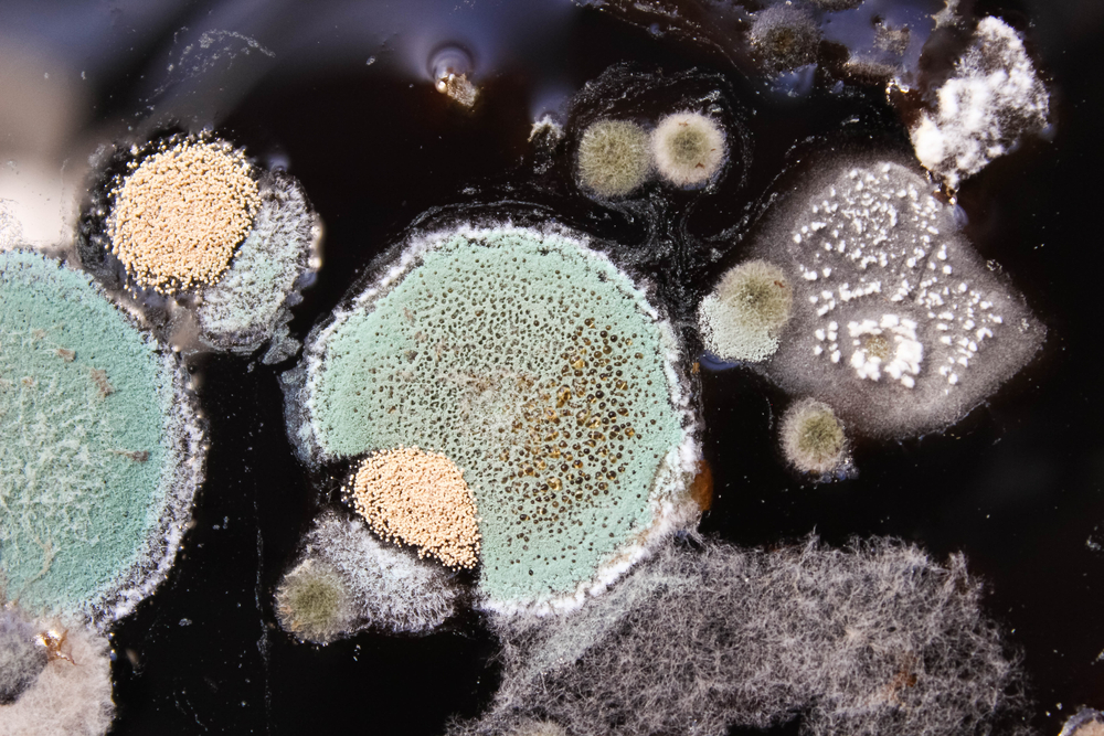 Mold Testing and Remediation near me