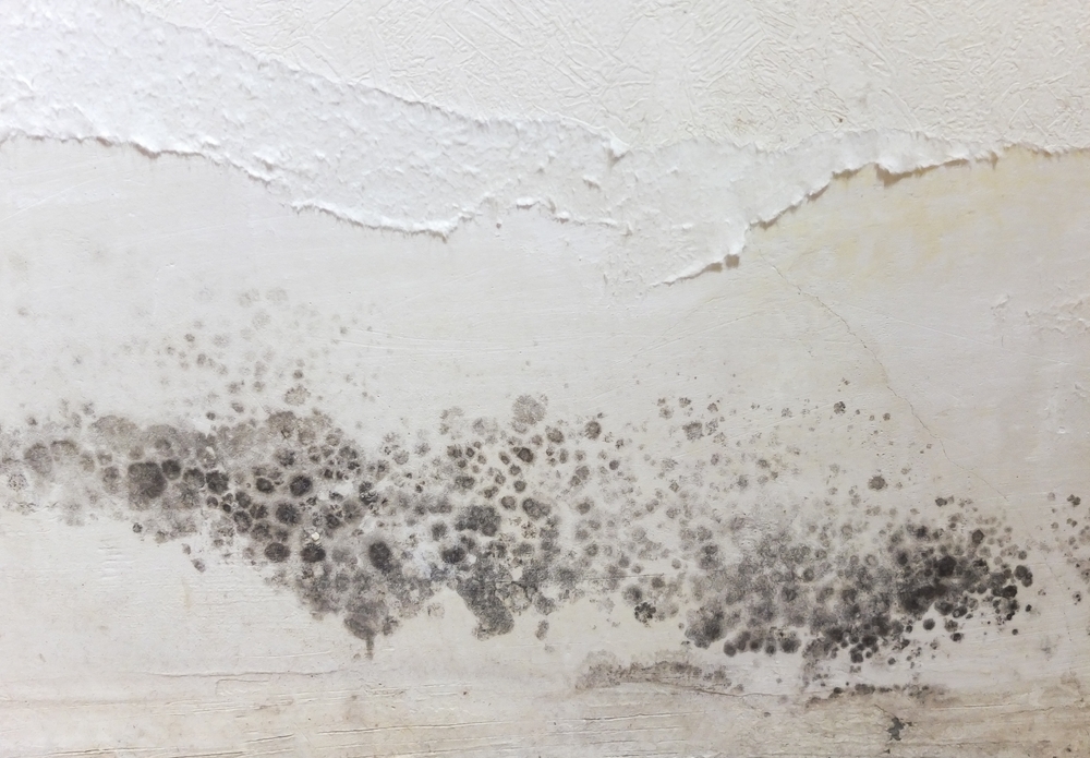 How Fast Does Mold Grow After Water Damage