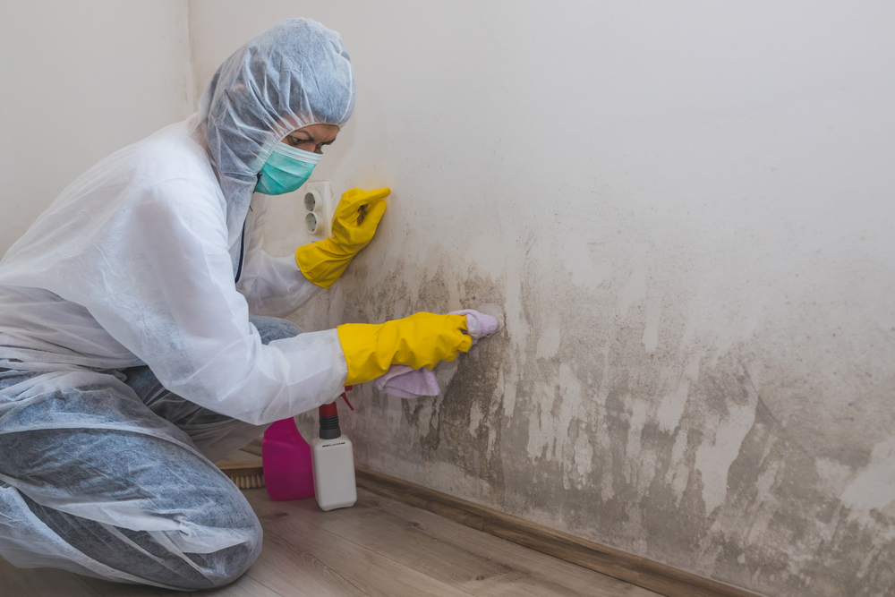 mold removal